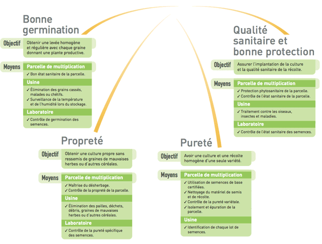 Plan semence certifié